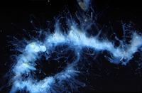 : Apolemia uvaria; Stinging Hydroid