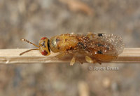 : Sycophila sp.