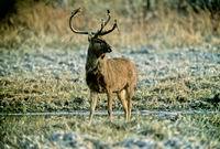 Eld's Deer stag