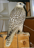 Greenland Gyr Falcon Falco rusticolus candicans