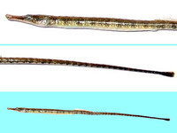 Syngnathus abaster, Black-striped pipefish: