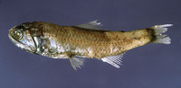 Lobianchia gemellarii, Cocco's lantern fish: