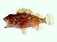 Parascorpaena mcadamsi, McAdam's scorpionfish: