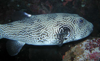 Arothron reticularis, Reticulated pufferfish: