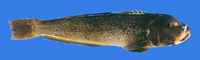 Pseudopercis numida, Namorado sandperch: fisheries, gamefish