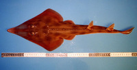 Aptychotrema rostrata, East Australian shovelnose ray: fisheries