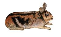 Image of: Nesolagus timminsi (Annamite striped rabbit)