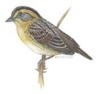 Image of: Ammodramus nelsoni (Nelson's sharp-tailed sparrow)