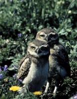 Image of: Athene cunicularia (burrowing owl)
