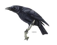 Image of: Corvus brachyrhynchos (American crow)