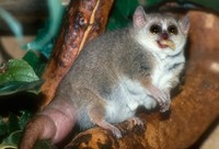 Microcebus murinus - Gray Mouse Lemur