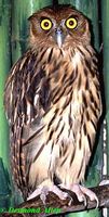 Philippine Eagle Owl - Bubo philippensis