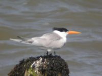 Lesser Crested Tern - Sterna bengalensis