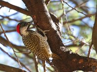 Golden-tailed Woodpecker - Campethera abingoni