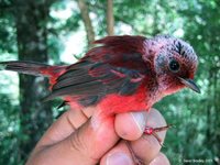 Pink-headed Warbler - Ergaticus versicolor
