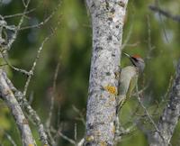 Grey-headed Woodpecker (Picus canus)