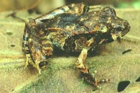 : Eleutherodactylus sp.