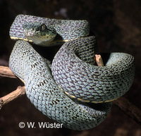 : Bothrops bilineatus; Two-lined Forest Pitviper