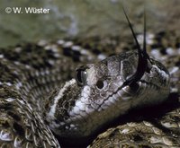 : Crotalus atrox; Western Diamondback Rattlesnake