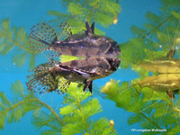 Pantodon buchholzi, Freshwater butterflyfish: aquarium