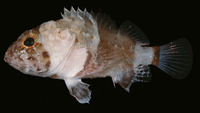 Scorpaenodes parvipinnis, Lowfin scorpionfish: aquarium
