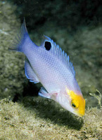 Bodianus speciosus, Blackbar hogfish: fisheries, aquarium