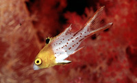 Bodianus anthioides, Lyretail hogfish: aquarium