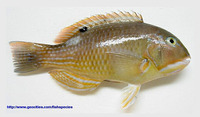 Choerodon schoenleinii, Blackspot tuskfish: fisheries, aquaculture, gamefish, aquarium