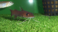 Phyllonemus typus, Spatula-barbeled catfish: fisheries, aquarium