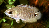 Ctenopoma ocellatum, Eyespot ctenopoma: aquarium