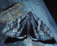 Image of: Catocala insolabilis