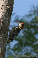 Melanerpes hoffmannii - Hoffmann's Woodpecker