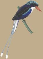 Image of: Tanysiptera galatea (common paradise kingfisher)