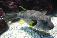 Arothron hispidus - Broadbarred Toadfish