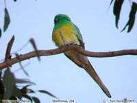 Red-rumped Parrot - Psephotus haematonotus