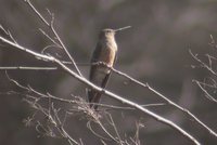 Giant Hummingbird - Patagona gigas