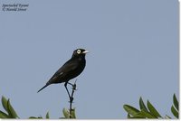 Spectacled Tyrant - Hymenops perspicillatus