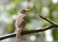 Rufous Shrike-Thrush - Colluricincla megarhyncha