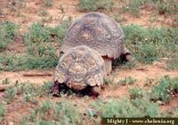 Leopard Tortoise, Geochelone pardalis pardalis