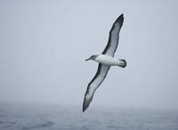 Pacific (Northern Buller's) Albatross