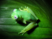 : Centrolene ilex; Ghost Glass Frog