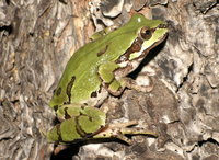 : Hyla wrightorum; Arizona Tree Frog