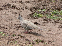 : Geophaps lophotes; Crested Pigeon