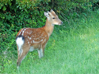: Cervus nippon; Sika Deer