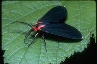 : Ctenucha rubroscapus; Red-shouldered Ctenucha