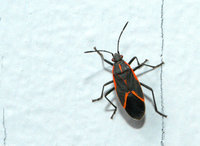 : Leptocoris trivittatus; Eastern Boxelder Bug