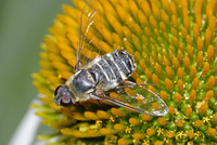 : Villa lateralis; Bee Fly
