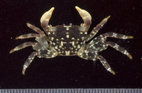 : Pachygrapsus plicatus