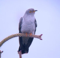 뻐꾸기 Cuculus canorus | common cuckoo