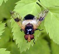 Volucella pellucens - Pellucid Hoverfly